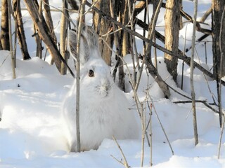A super camouflaged snowshoe hare © BillieLafond