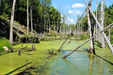 Swamp displaying all of its natural beauty and charm
