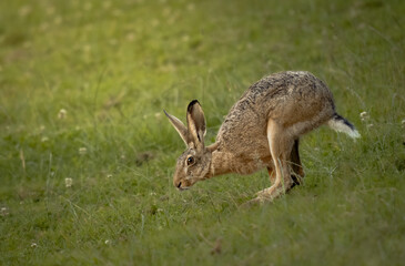 Der Feldhase sucht Nahrung auf einer grünen Wiese. Er lebt in Freiheit, da er ein wildes Tier ist. Im Frühling kann er draußen in der Natur leben.