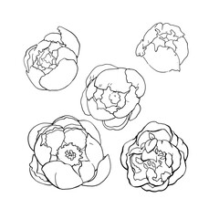 Vector graphics of a linear drawing of flowers. Vector illustration