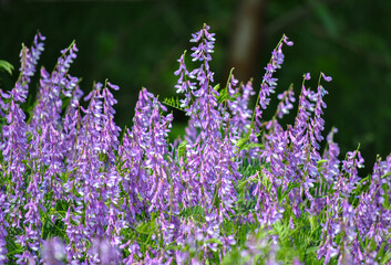 Naklejka premium wild flowers on dark blurred background