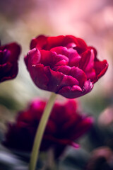 Tulipany. Kwiaty. Czerwone tulipany. Wiosna. Kolorowe kwiaty. Kwitnące kwiaty. Kwiatowa...