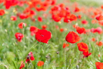 Poppies Field. Shallow Depth Of Field.