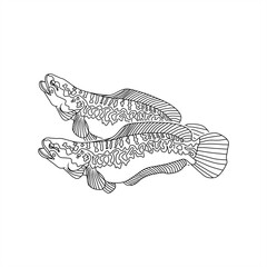 monochrome line art illustration of a pair of snakehead fish
