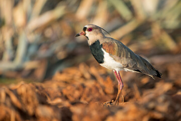 Southern Lapwing (Vanellus chilensis) at sunset in a sugar cane field in Costa Rica