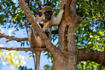 St Kitts - Nevis Green Vervet Caribbean Monkey