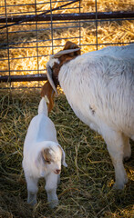 baby goat in a pen