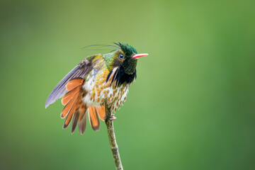 Black-crested Coquette (Lophornis helenae) male displaying his feathers