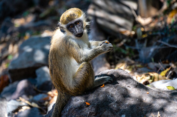 St Kitts - Nevis Green Vervet Caribbean Monkey