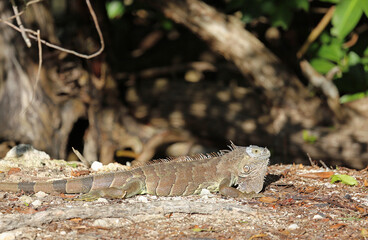 Long gray Iguana - Florida