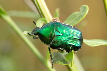 Cetonia aurata golden beetle on flower