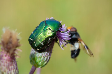 Cetonia aurata golden beetle on flower