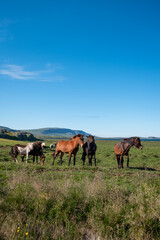 Obraz premium Iceland Horses