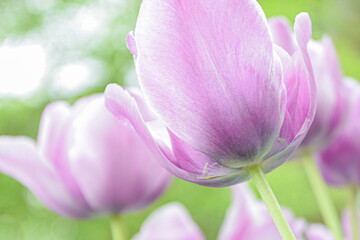 Fototapeta premium The back view of Beautiful Pink Tulip, Close up