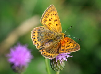 Fototapeta na wymiar Lycaena virgaureae bright orange butterfly on flowers