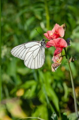 butterfly feeding on purple flower, Black-veined White - Aporia crataegi