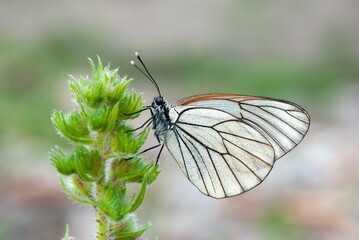 butterfly feeding on purple flower, Black-veined White - Aporia crataegi