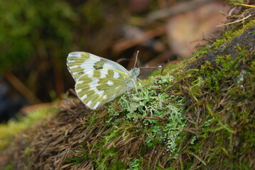 Yellow butterfly in spot of light on thick dark green forest moss with little blue flowers. Close up. Macro