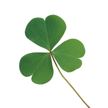Close-up clover-shaped green leaf of Oxalis corniculata or creeping woodsorrel plant