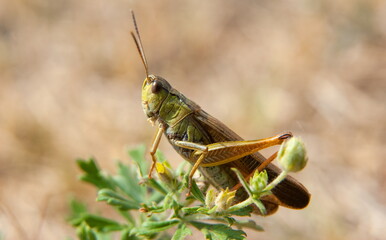 grasshopper on the grass, light blurred background