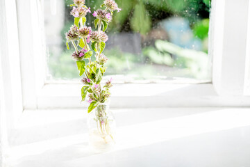 Clinopodium vulgare, wild basil on windowsill near old window. Collection of medicinal herbs by herbalist for preparation of elexirs and tinctures. Wild plant
