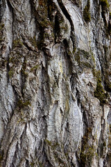 Patterns of Tree Bark