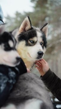 A woman's hand scratches behind the ear of a Siberian husky dog