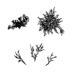 Set with different types of mosses. Pattern isolated. Black and white decorative plants. Collection monochrome botanical element.