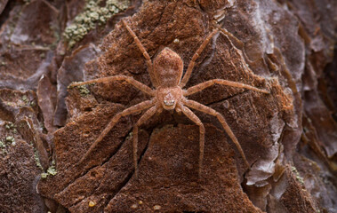camouflaged spider on pine bark macro philodromus fuscomarginatus