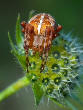 European garden spider on the flowers Araneus diadematus