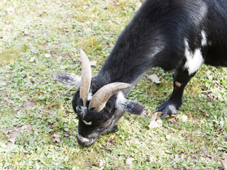 Chèvre naine - Capra hircus - Pie noire et blanc marbré, animal d'ornement
