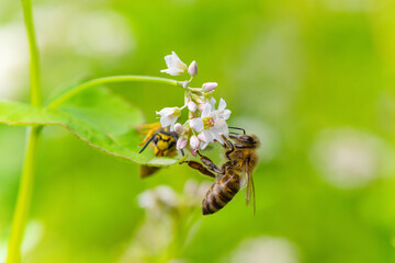 Bee, Apis mellifera carnica, collecting pollen and nectar on   buckwheat field  blossom