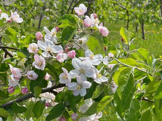 Spring garden apple trees flowers white pink.