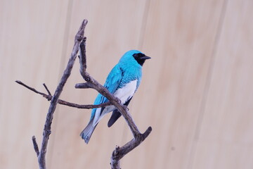 Bird 4 