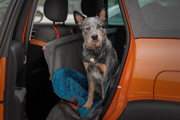Portrait of a beautiful heeler dog in the car