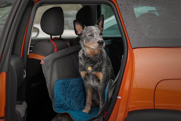 Portrait of a beautiful heeler dog in the car