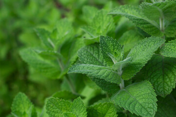 close up of fresh mint leaves 