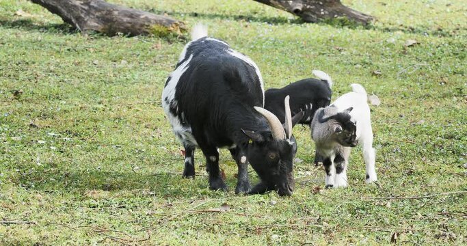 (Capra hircus) Chèvre naine pie noire femelle avec ses chevreaux toy ou mini-nain noir à robes blanc et noir 
