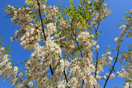 Acacia tree blooming in the spring. White acacia flowering, sunny day. Abundant flowering. Robinia pseudoacacia