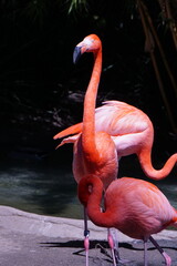 Flamingo 3 