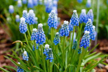 Blue flowers of muscari aucheri sort Ocean Magic in spring garden