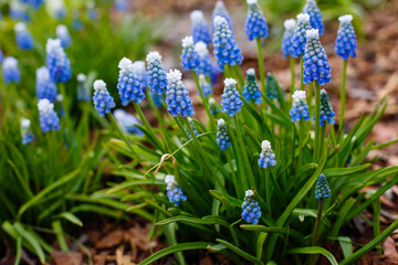 Blue flowers of muscari aucheri sort Ocean Magic