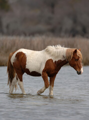 Fototapeta na wymiar wild assateague horse walking in water in maryland wild small horse living near beach and swamp in the united states brown and white pinto colored small horse vertical format room for type white mane 