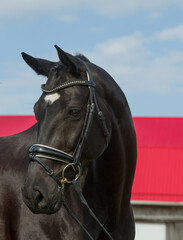 westphalian horse portrait shot head shot of black horse white star on face wearing leather dressage bridle leather tack with snaffle bit ears forward blue sky in background vertical room for type 