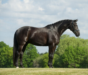 westphalian horse conformation photo of large black warmblood purebred horse very fit with good form  full body on grass with blue sky and green brush in background horizontal format room for type  - obrazy, fototapety, plakaty