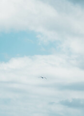 Alone seagull flying in the blue and cloudy sky