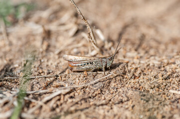 Common Grasshopper Insect on Ground Macro