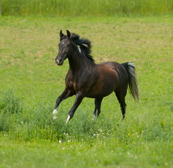 Obraz na płótnie Canvas tennessee walker horse running free in field of green grass lush pasture in spring summer black purebred tennessee walker horse with white socks on legs or white points vertical format room for type