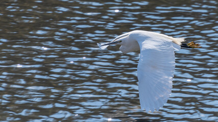 primavera, trampoliere in volo e in pesca