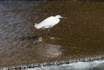 primavera, trampoliere in volo e in pesca